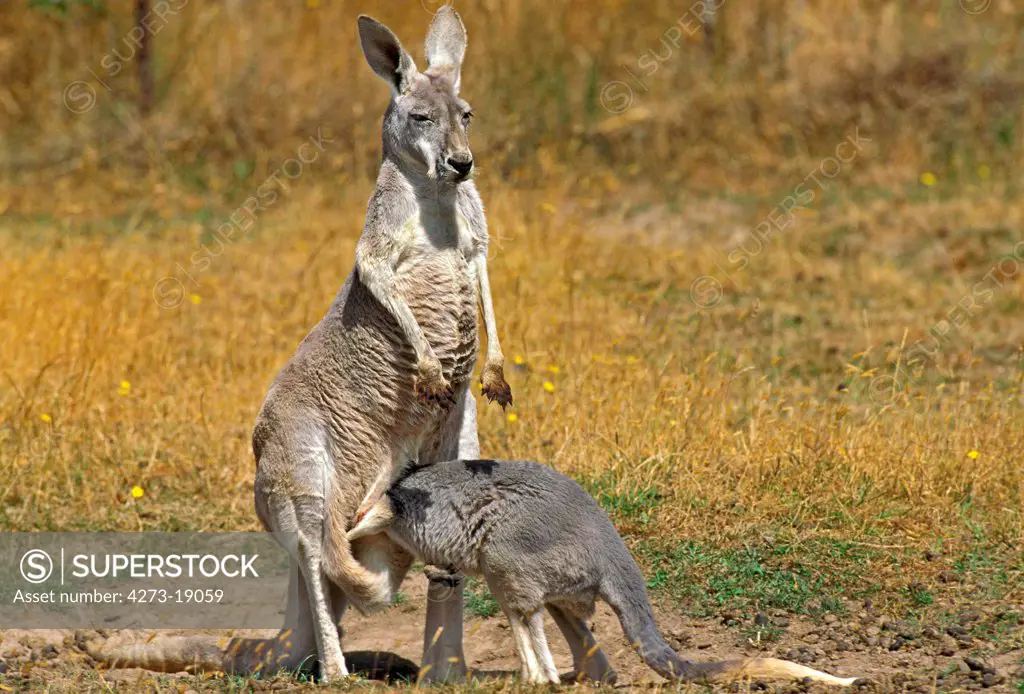 Red Kangaroo, macropus rufus, Mother with Joey suckling, Australia