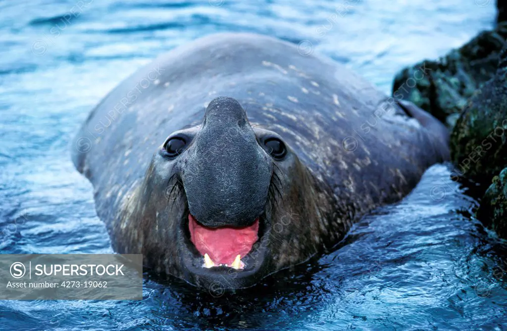 Southern Elephant Seal, mirounga leonina, Male calling, Antarctica