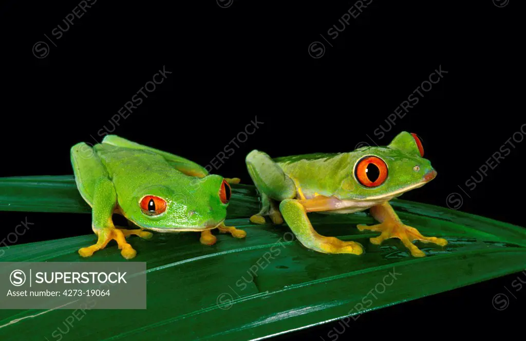 Red Eyed Tree Frog, agalychnis callidryas, Adults standing on Leaf