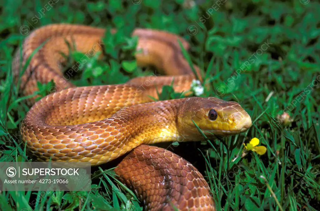 Four-Lined Snake,  elaphe quatuorlineata