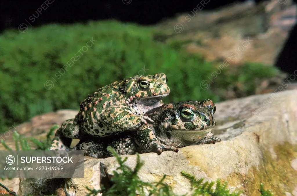 Natterjack Toad, bufo calamita, Pair mating
