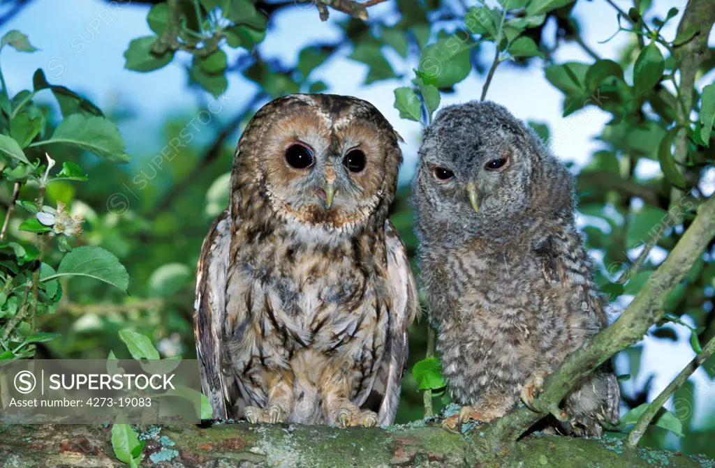 Eurasian Tawny Owl, strix aluco, Adult with Chick standing on Branch, Normandy