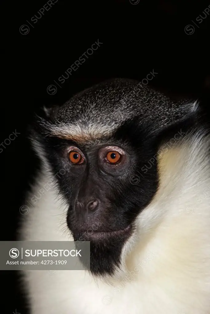 Diana Monkey Cercopithecus Diana, Head Of Adult