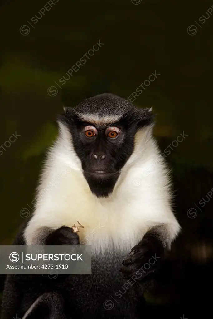 Diana Monkey Cercopithecus Diana
