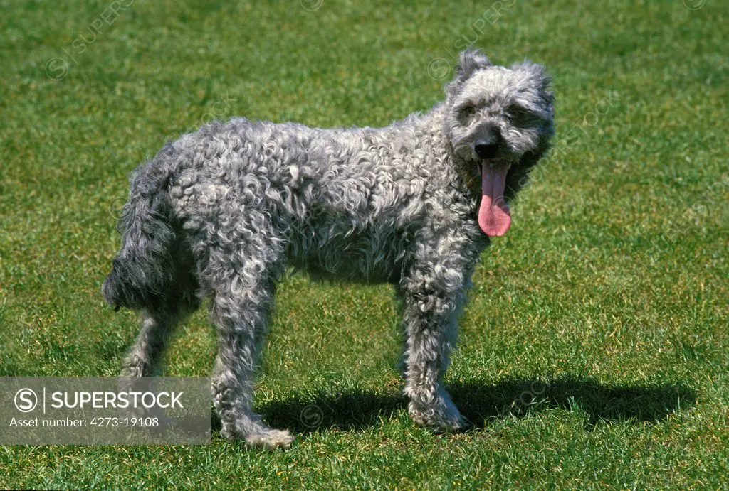 Hungarian Pumi Dog, Adult standing on Grass