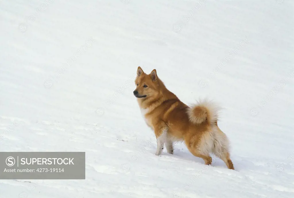 Iceland Dog or Icelandic Sheepdog, Adult standing on Snow