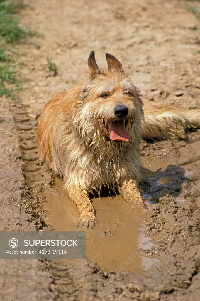 Picardy Shepherd Dog, Adult laying in Water