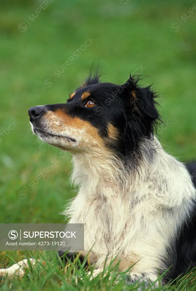 Border Collie Dog, Adult laying on Grass