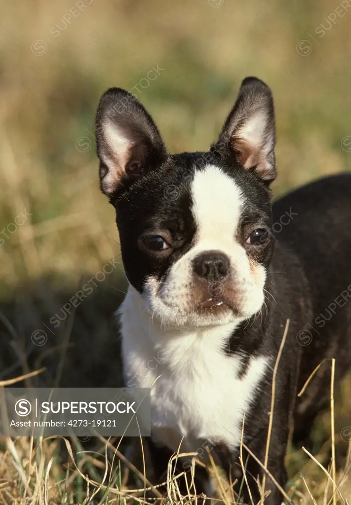 Boston Terrier Dog, Adult standing in Long Grass