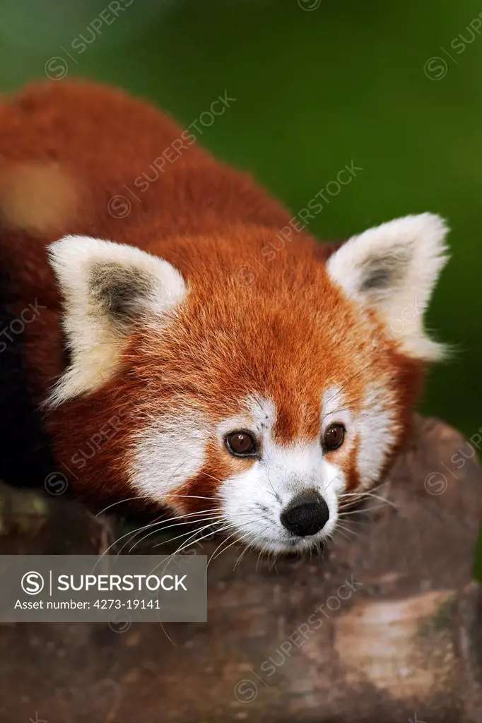 Red Panda, ailurus fulgens, Portrait of Adult