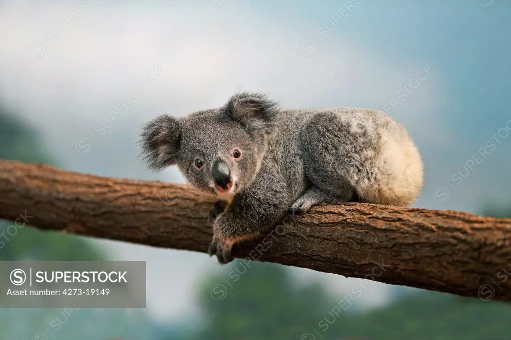 Koala, phascolarctos cinereus, Young  laying on Branch