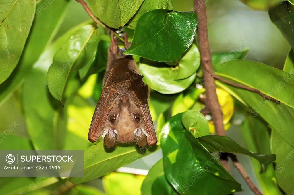 Peter's Epauletted Fruit Bat, epomophorus crypturus, Adult hanging under leaves, Kenya