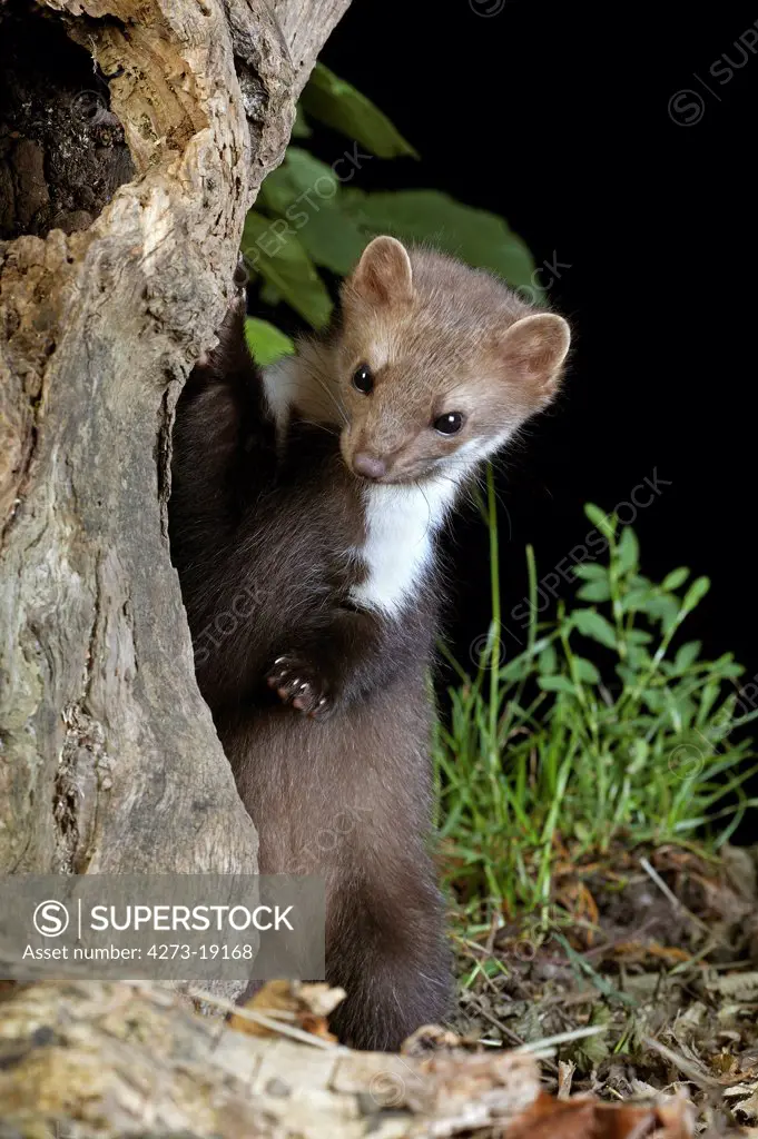 Young Stone marten (Martes Foina) playing on tree stump, France