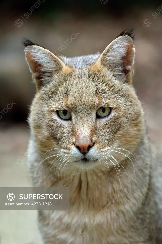 Portrait of a Jungle cat (felis chaus)