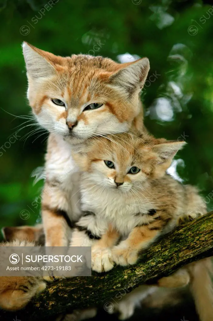 Female Sand cat (Felis margarita) on a tree branch with its young