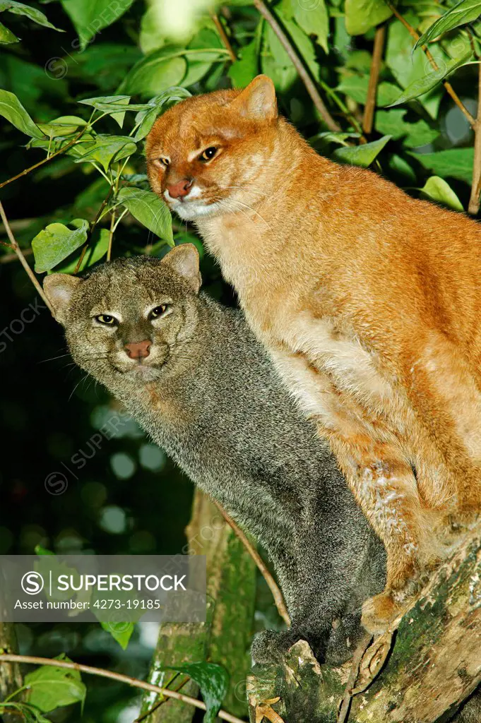 Two jaguarundi (Herpailurus yaguarondi) in a forest