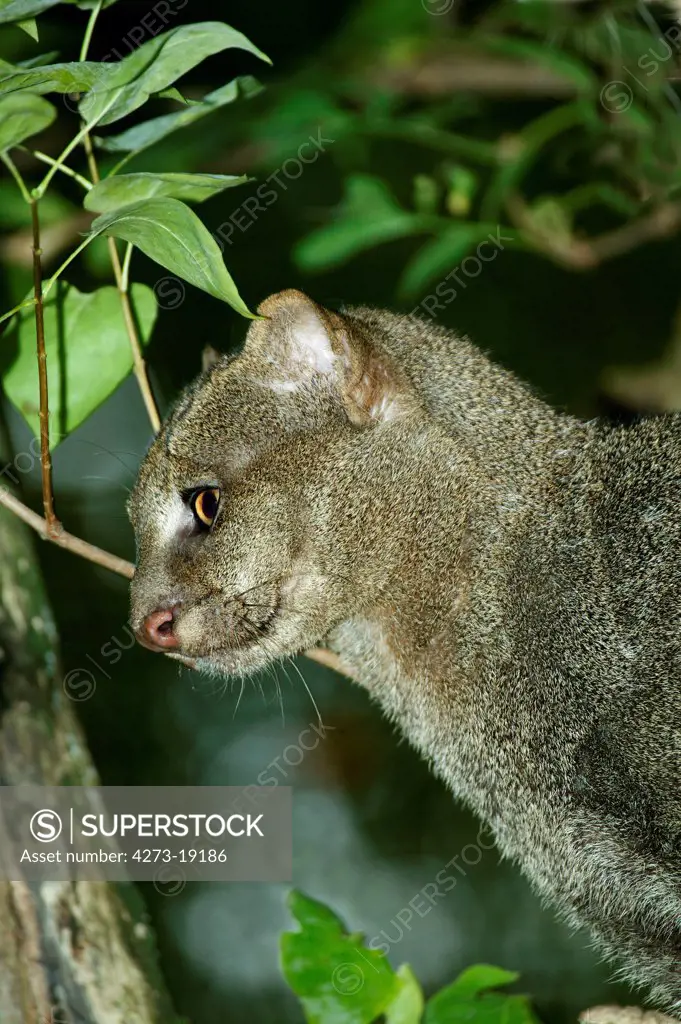 Close-up of jaguarundi (Herpailurus yaguarondi)