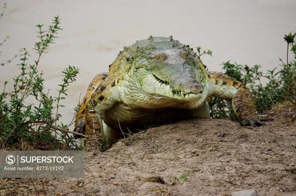 Orinoco crocodile (Crocodylus intermedius) coming out from a river, Los Llanos, Venezuela