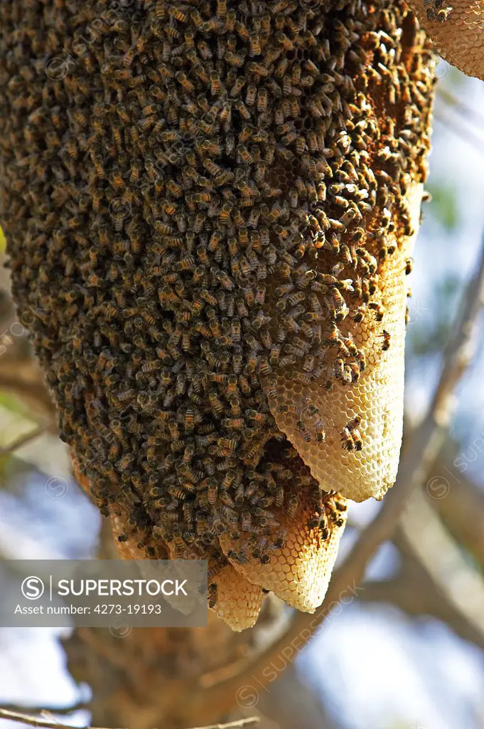 Beehive with the swarm of wild Bee hanging from branch, Los Llanos, Venezuela