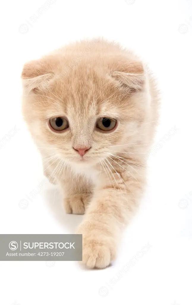 Cream Scottish Fold kitten walking against white background