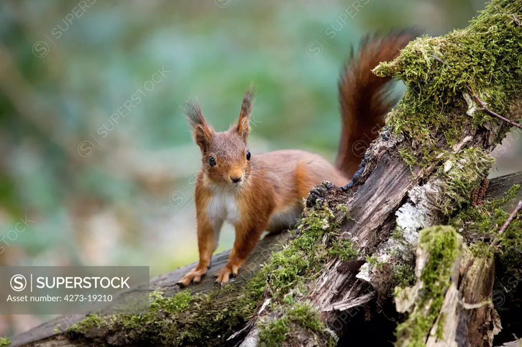 Red squirrel (Sciurus vulgaris) on a tree stump, Normandy, France