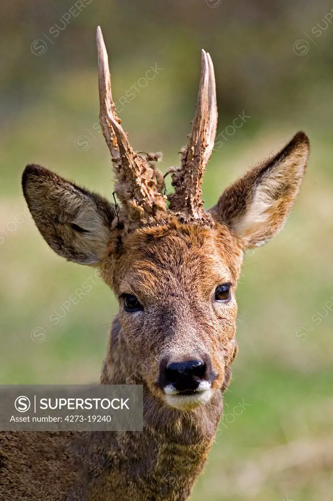 France, Normandy, Roe Deer (Capreolus capreolus)