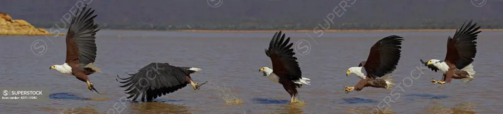 Kenya, African Fish Eagle, (Haliaeetus Vocifer) fishing