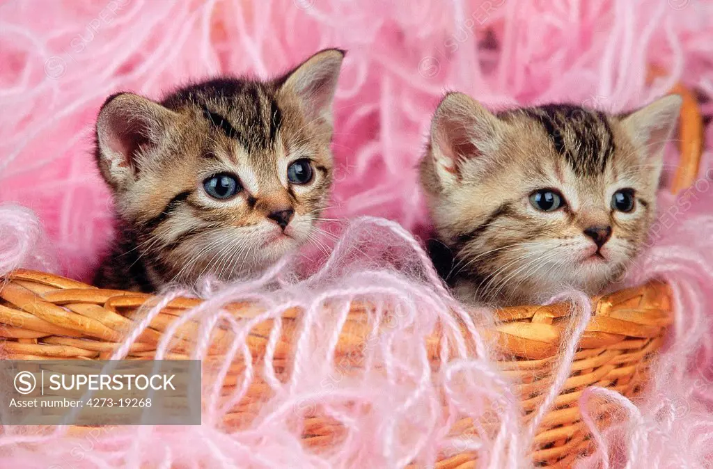 Brown Tabby Domestic Cat, Kittens standing in Basket full of  Wool