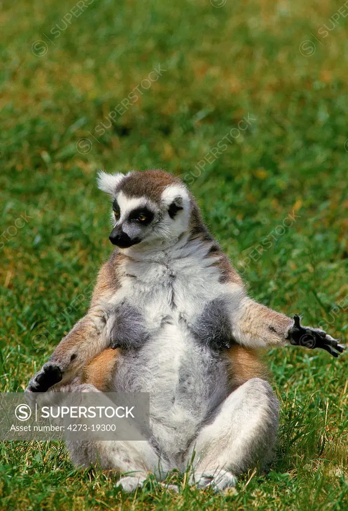 Ring-Tailed Lemur, lemur catta, Adults sitting