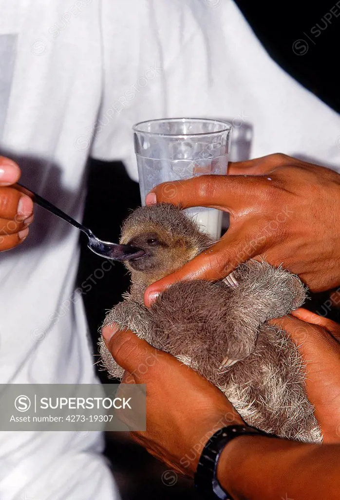 Maned Three Toed Sloth, bradypus torquatus, Vet giving Food to Baby, Pantanal in Brazil