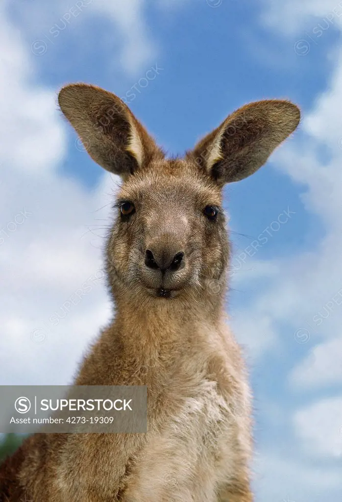 Eastern Grey Kangaroo, macropus giganteus, Portrait of Adult, Australia