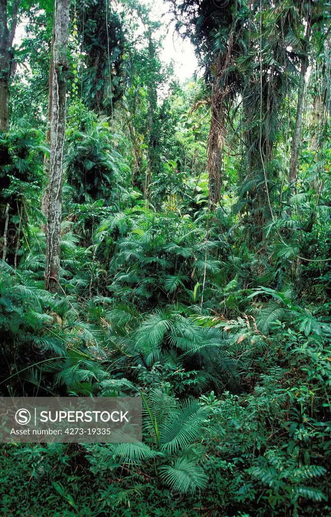 Rainforest in the North of Australia