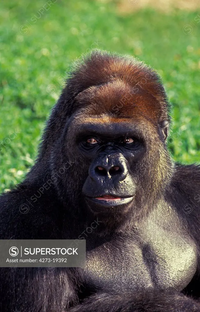 Eastern Lowland Gorilla, gorilla gorilla graueri, Portrait of Male