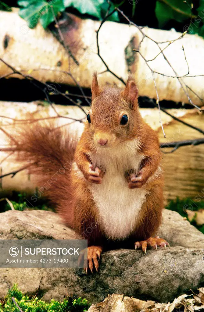 Red squirrel, sciurus vulgaris, Male
