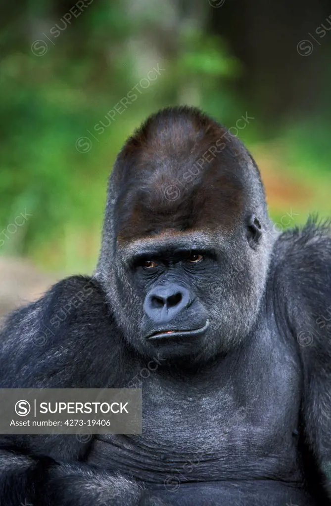 Eastern Lowland Gorilla, gorilla gorilla graueri, Portrait of Male
