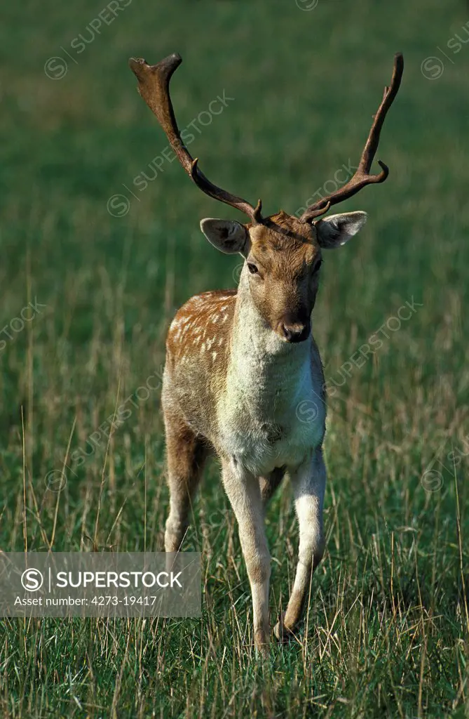 Fallow Deer, dama dama, Male