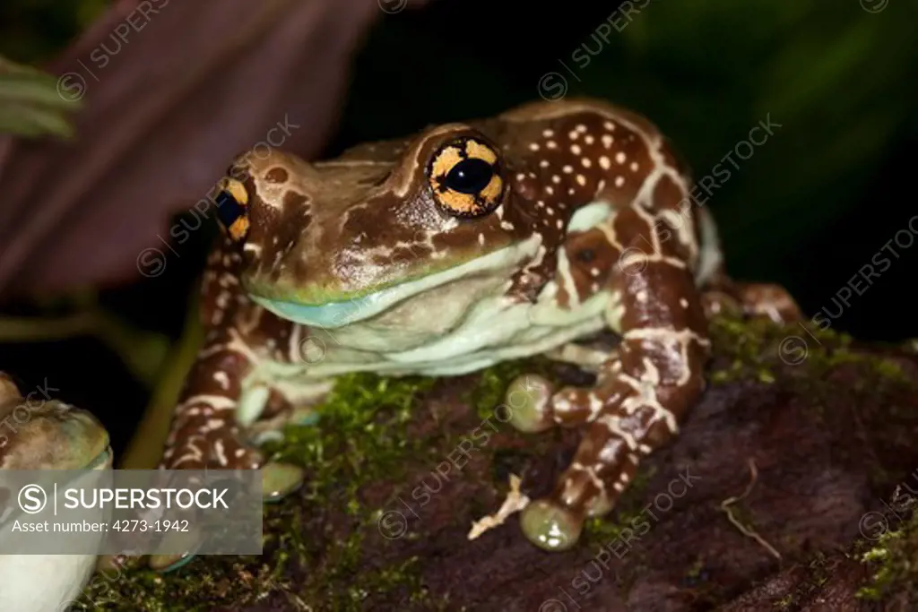 Amazon Milk Frog, Phrynohyas Resinifictrix, Adult