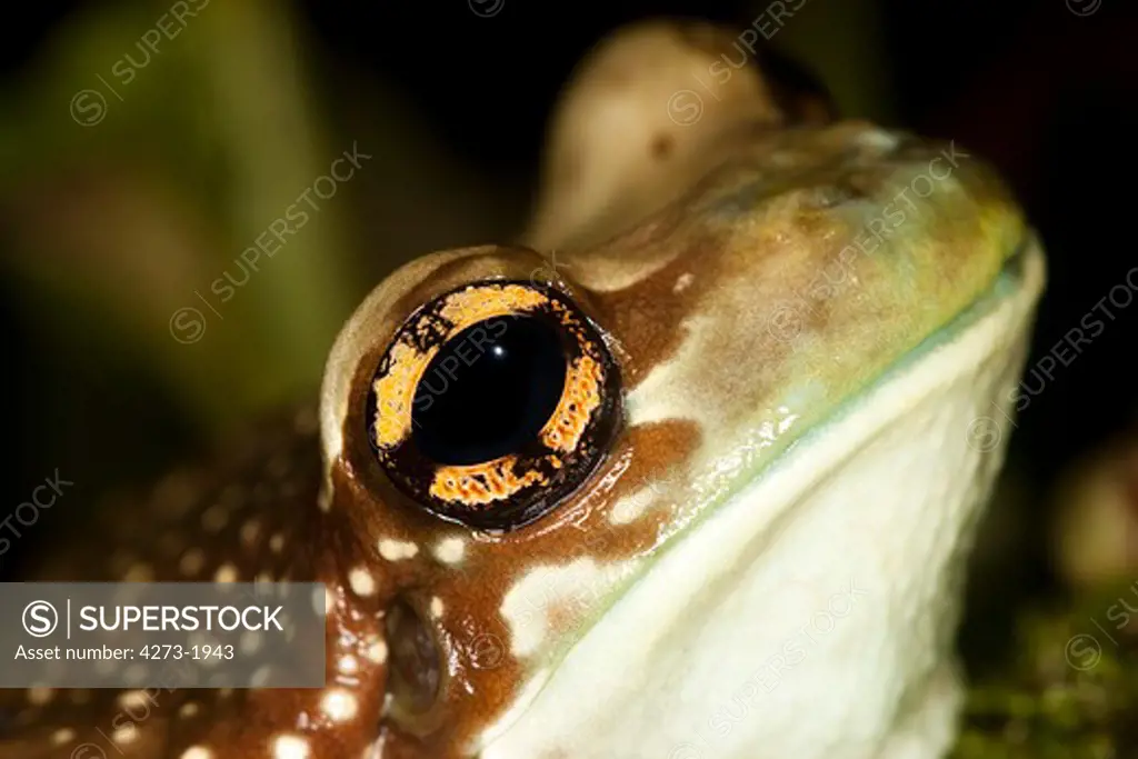 Amazon Milk Frog, Phrynohyas Resinifictrix, Adult, Close-Up Of Eye