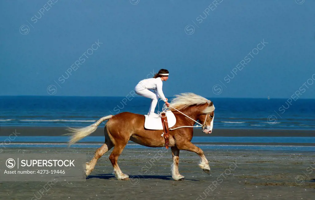 Trick Riding with Haflinger Horse, Deauville's Beach in Normandy, France R