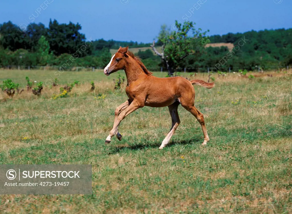 Anglo Arab Horse, Foal Galloping through Meadow