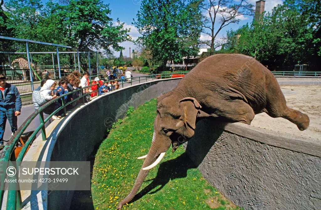 Asian Elephant, elephas maximus, Budapest's Zoo in Hungary