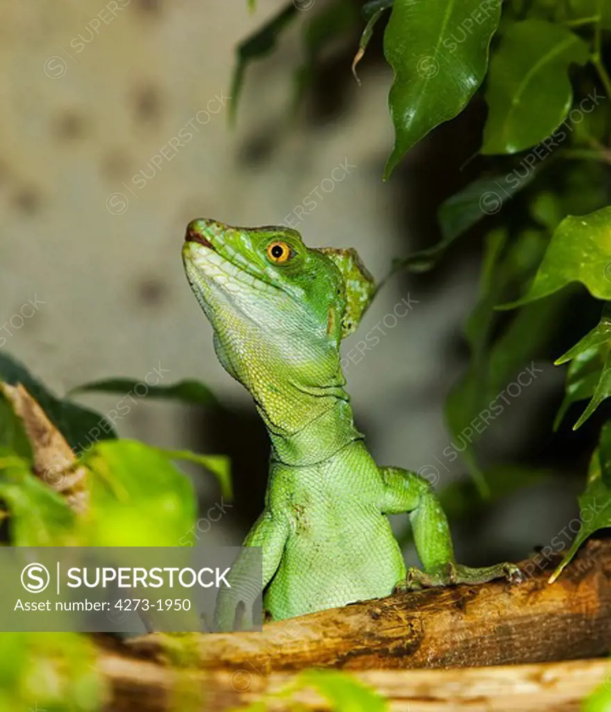 Green Basilisk Lizard Or Double-Crested Basilisk Lizard Basiliscus Plumifrons