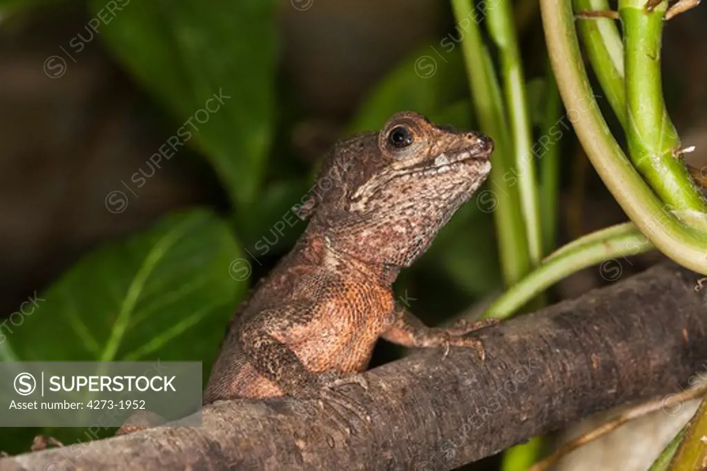 Brown Basilisk Lizard Basiliscus Vittatus, Adult On Branch