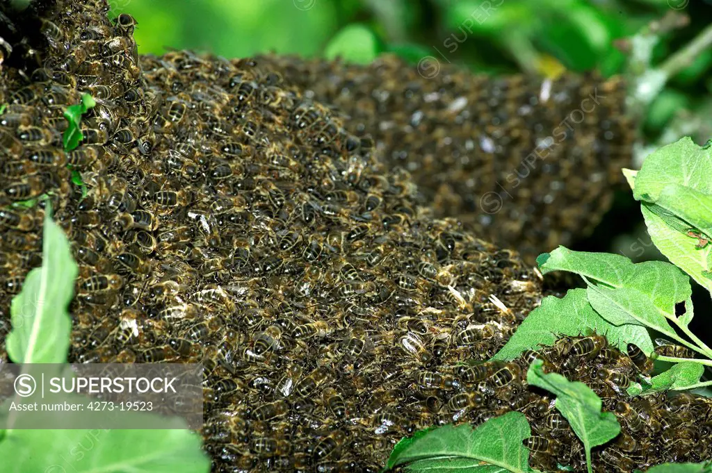 Honey Bee, apis mellifera, Wild Swarm