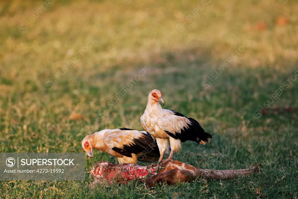 Palm Nut Vulture, gypohierax angolensis, Adults with a Leg of a Dead Reticulated Giraffe, Samburu Park in Kenya