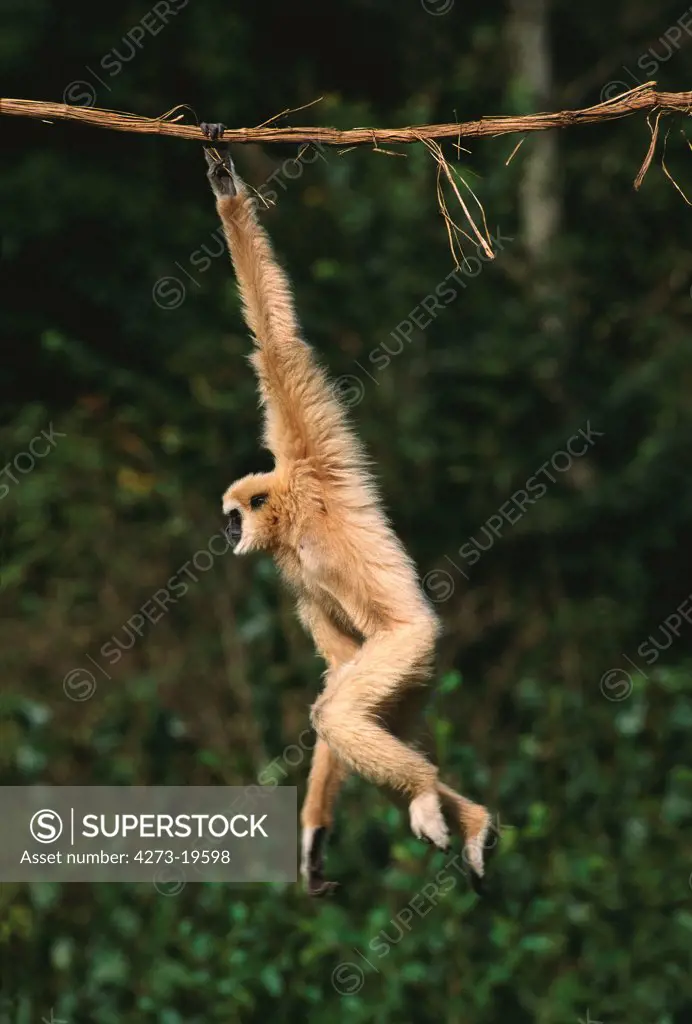 White-Handed Gibbon, hylobates lar, Adult Hanging from Liana