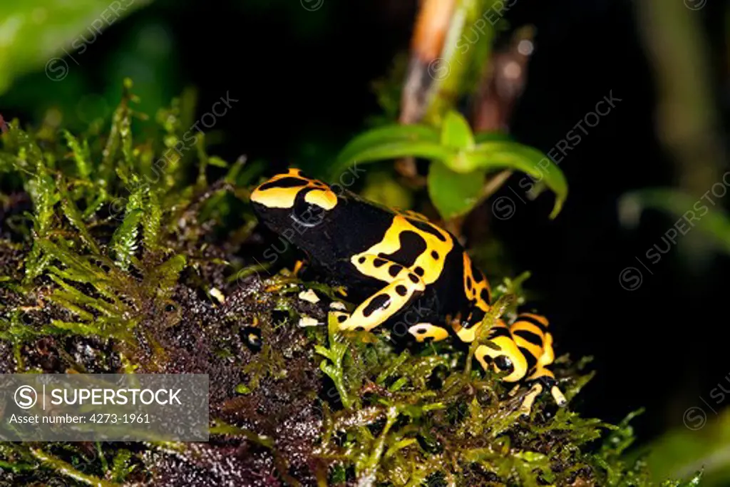 Yellow-Banded Poisson Frog, Dendrobates Leucomelas, Venemous Specy From South America, Adult