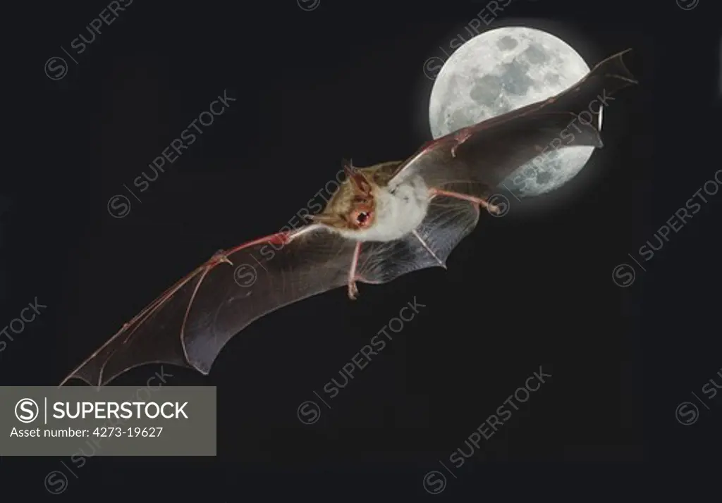 Mouse-eared Bat, myotis myotis, Flight at Full Moon