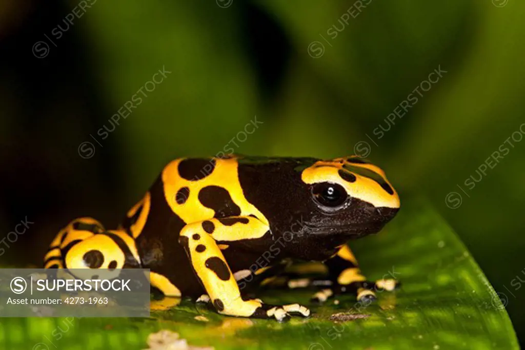 Yellow-Banded Poisson Frog, Dendrobates Leucomelas, Venemous Specy From South America, Adult
