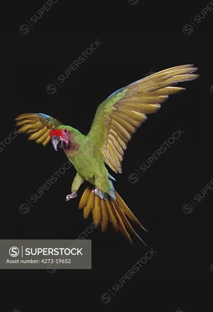Military Macaw, ara militaris, Adult in Flight